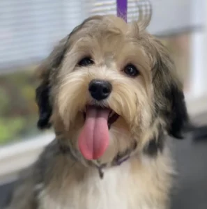 A dog with its tongue hanging out.