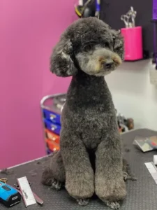 A dog sitting on top of a table.