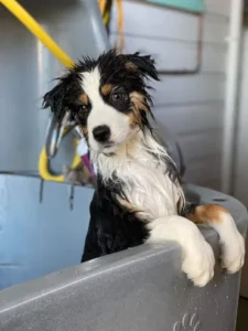 A dog sitting in the tub of a bath room