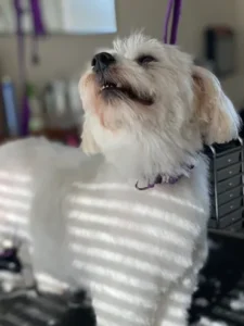 A white dog sitting on top of a chair.