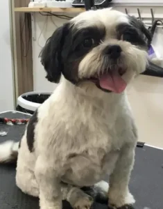 A dog that is sitting down with its tongue hanging out.