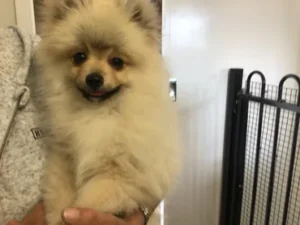 A small dog is standing on its owner 's hand.