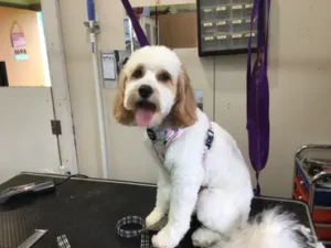 A dog sitting on the floor in front of a mirror.