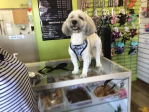 A dog standing on top of a counter.