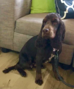 A dog sitting on the floor in front of a couch.