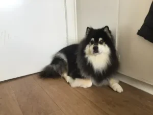 A black and white dog sitting on the floor