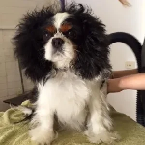 A dog that is sitting on the bed