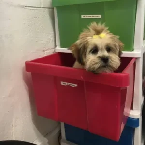 A dog sitting in a red box on top of a dresser.