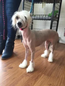 A dog that is standing on the floor.