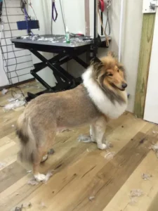 A dog standing on top of a wooden floor.