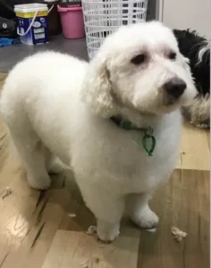 A white dog standing on top of a wooden floor.