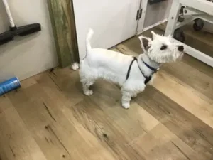 A white dog standing on top of a wooden floor.