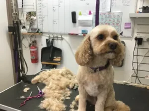 A dog sitting in front of some scissors and hair.