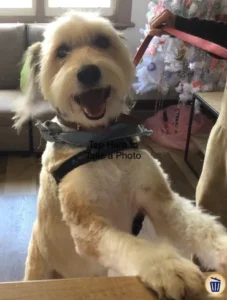 A dog is sitting on the floor and wearing a collar.