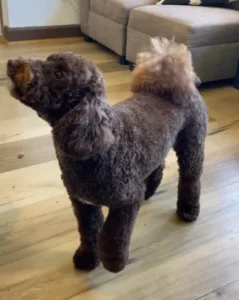 A dog standing on top of a hard wood floor.