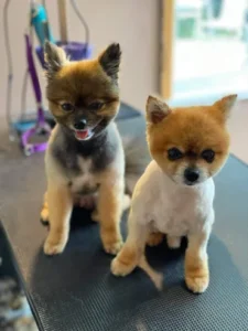 Two small dogs sitting on top of a table.