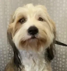 A dog with long hair is looking at the camera.