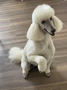 A white poodle sitting on the floor