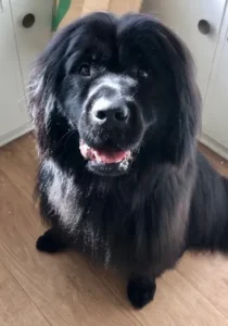 A black dog sitting on the floor looking at the camera.