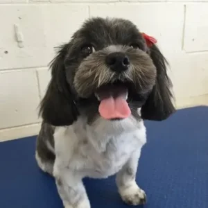 A dog with its tongue hanging out sitting on the floor