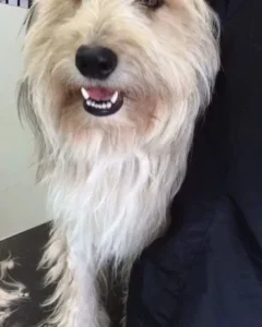 A dog is sitting on the chair and smiling.