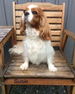 A dog sitting on top of a wooden chair.