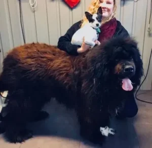 A woman sitting on the floor with two dogs.