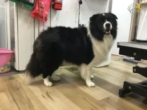 A black and white dog standing on top of a wooden floor.