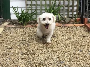 A small white dog standing on top of gravel.