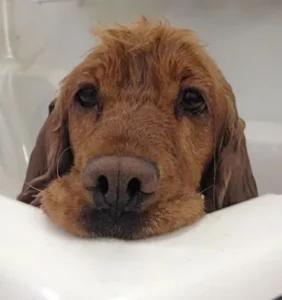 A dog laying in the bathtub with his head on its side.