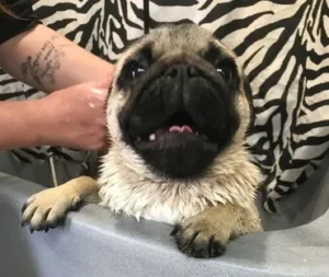 A pug dog being bathed by a person.