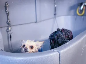 A dog is in the tub with another dog.