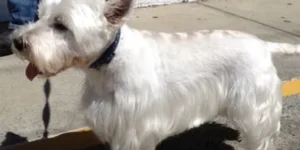 A white dog standing on top of a cement floor.