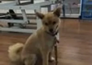 A dog sitting on the floor in front of a chair.