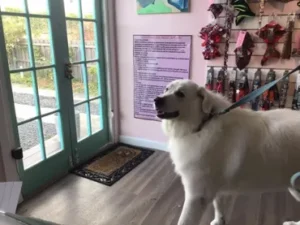 A dog standing in front of a door.