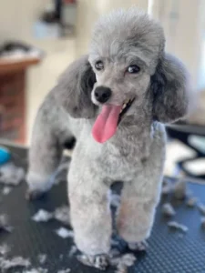 A dog that is standing up with its tongue hanging out.