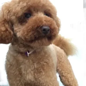 A brown dog standing on top of a white surface.