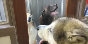 A group of dogs looking in the mirror