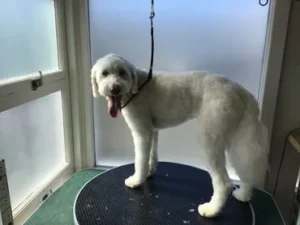 A white dog standing on top of a black platform.