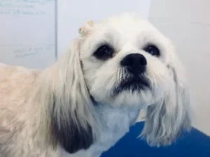 A white dog with long hair and black eyes.