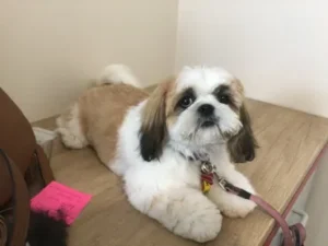 A dog laying on the floor with its head down.