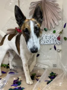 A dog standing in the middle of some christmas decorations.