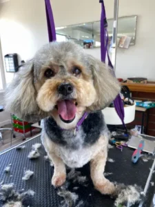 A dog that is sitting on top of a table.