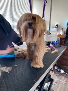 A dog is getting groomed by someone in the background.