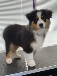 A small dog standing on the ground in front of a window.