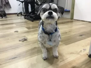 A small dog standing on top of a hard wood floor.