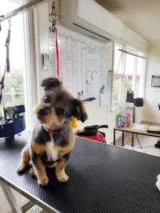 A small dog sitting on top of a table.