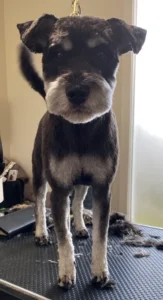 A dog standing on top of a pile of garbage.