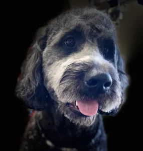 A close up of a dog 's face with dark background