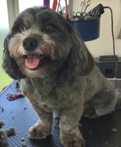 A dog that is sitting on top of a table.